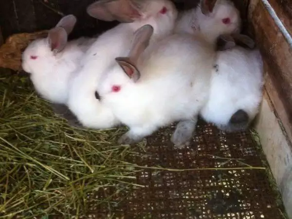 2. Снимка на Продавам зайци