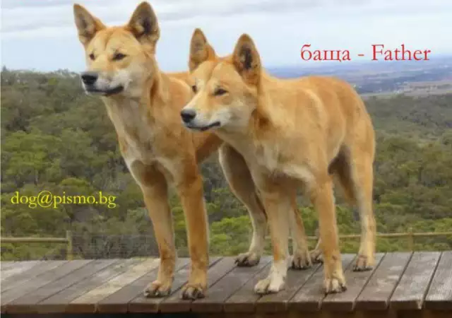 Австралийско куче ДИНГО с най - високо качество 1000лв