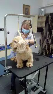 6. Снимка на Подстригване на кучета фризьорски салон за домашни любимци