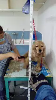 7. Снимка на Подстригване на кучета фризьорски салон за домашни любимци