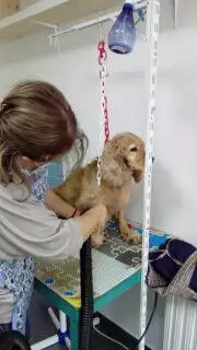 8. Снимка на Подстригване на кучета фризьорски салон за домашни любимци