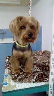 9. Снимка на Подстригване на кучета фризьорски салон за домашни любимци