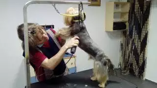 10. Снимка на Подстригване на кучета фризьорски салон за домашни любимци