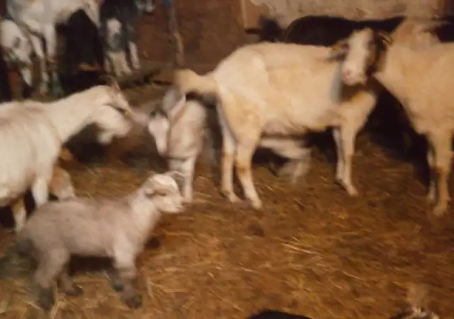 1. Снимка на продавам стадо от 20 кози и ярета