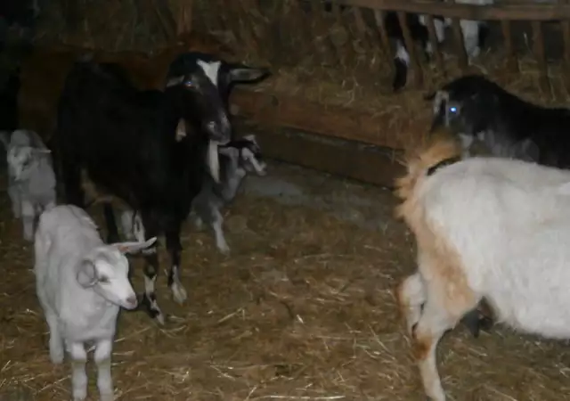 2. Снимка на продавам стадо от 20 кози и ярета