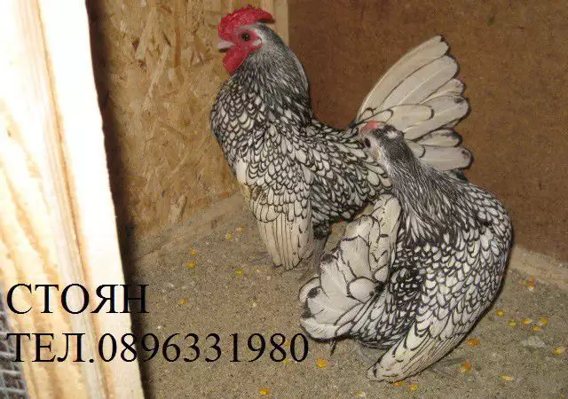 2. Снимка на Продавам яйца за люпене и пилета от елитен Зибрайт