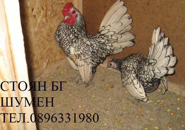 Продавам яйца за люпене и пилета от елитен Зибрайт