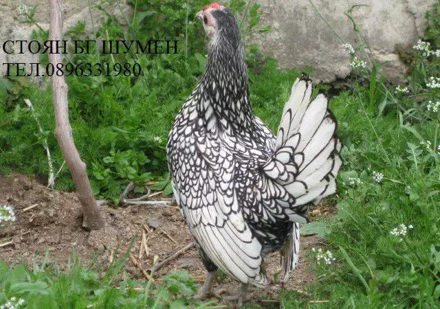 4. Снимка на Продавам яйца за люпене и пилета от елитен Зибрайт