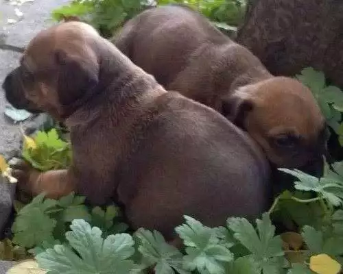 Продавам Родезийски рижбек - малки кученца