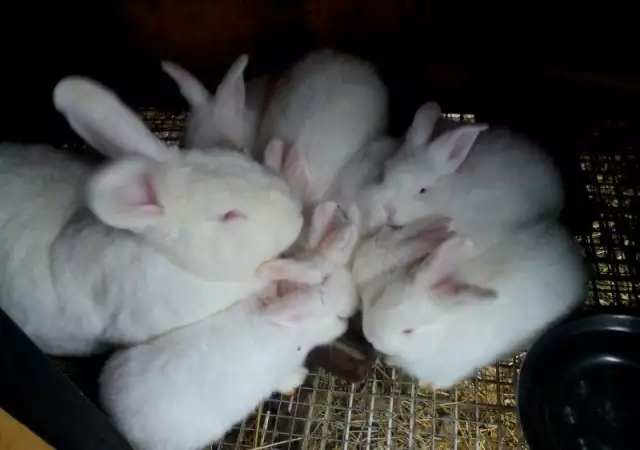 1. Снимка на Продавам зайци