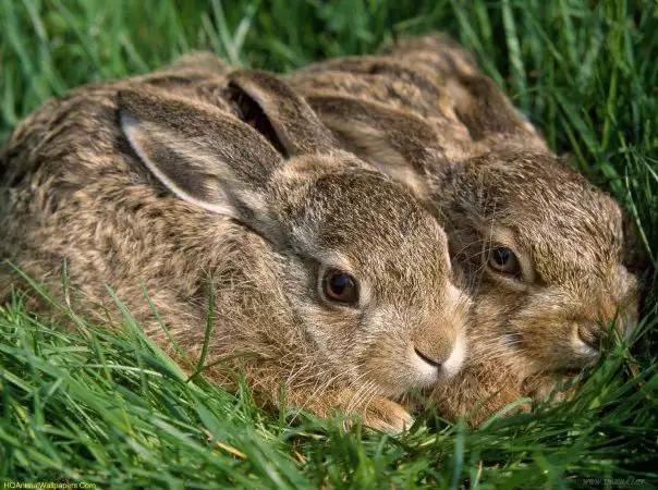 1. Снимка на Купувам диви зайци , всякаква възраст