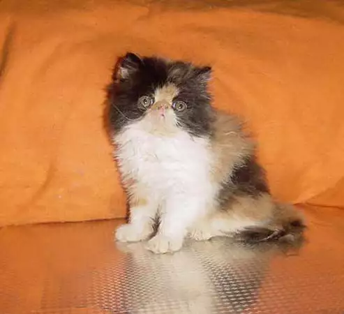 2. Снимка на Продавам трицветно и бялo - персийски котета