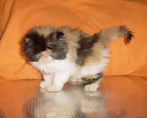 1. Снимка на Продавам трицветно и бялo - персийски котета