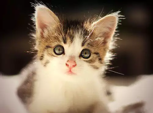 1. Снимка на Норвежко коте мъжко на 2 месеца - 5лв.