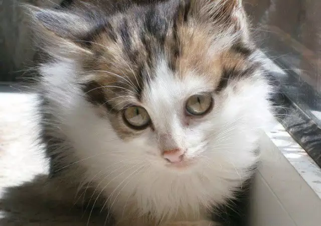 2. Снимка на Норвежко коте мъжко на 2 месеца - 5лв.