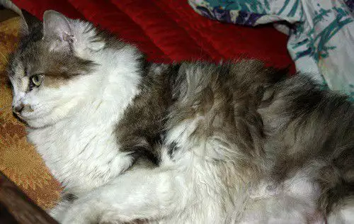 4. Снимка на Норвежко коте мъжко на 2 месеца - 5лв.