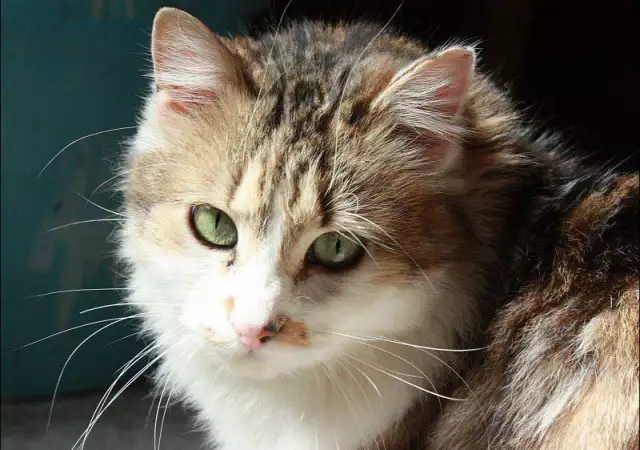 7. Снимка на Норвежко коте мъжко на 2 месеца - 5лв.