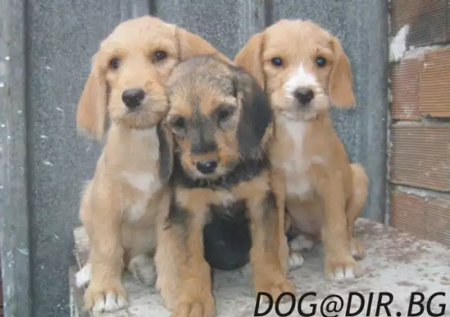 2. Снимка на гонче БАРАК твърдокосмест - развъдник продава кученца, с межд