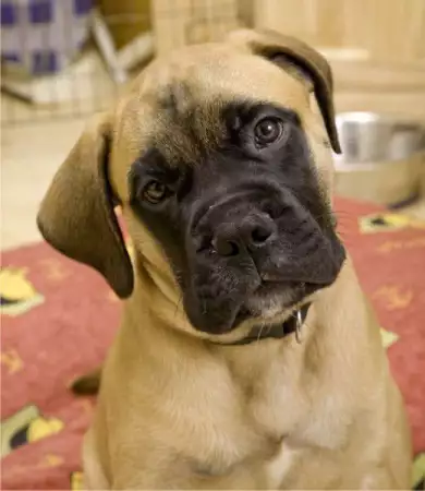БУЛМАСТИФ Английски - развъдник продава кученца ВНОС от Чехия