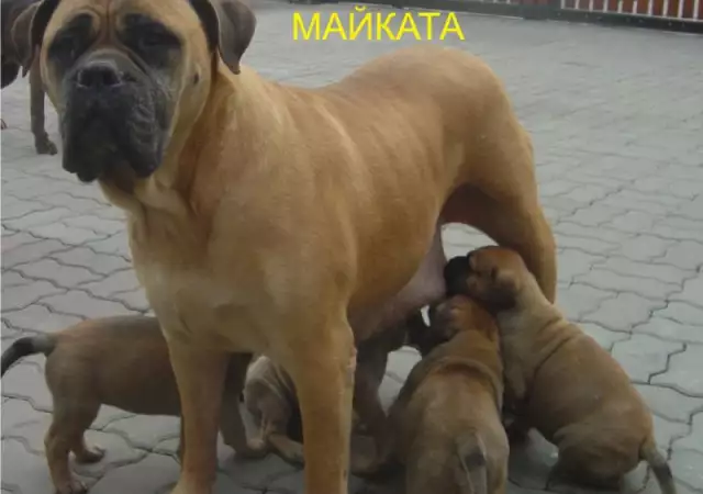 БУЛМАСТИФ Английски - развъдник продава кученца ВНОС от Чехия