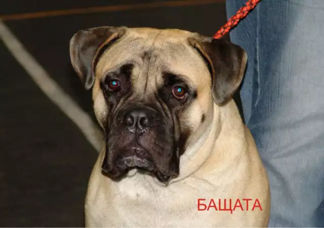 5. Снимка на БУЛМАСТИФ Английски - развъдник продава кученца ВНОС от Чехия
