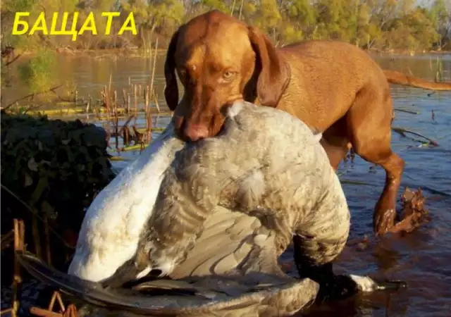 4. Снимка на ловно куче Унгарска ВИЗЛА с къс - косъм - развъдник продава куч