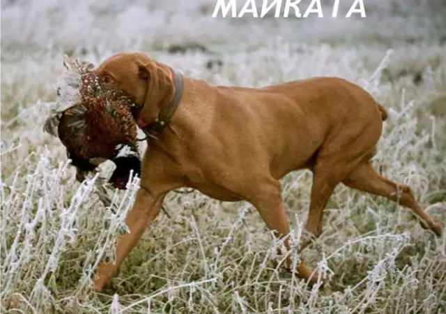 5. Снимка на ловно куче Унгарска ВИЗЛА с къс - косъм - развъдник продава куч