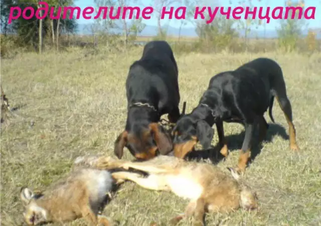 4. Снимка на ГОНЧЕ Лудогорско - развъдник продава кученца Делиорманско Гон