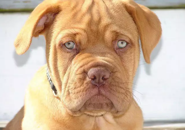 1. Снимка на ДОГ от БОРДО Френският Мастиф е смело и търпеливо куче, ко