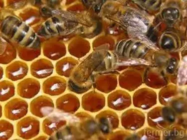 2. Снимка на Продавам кошери с пчелни семейства