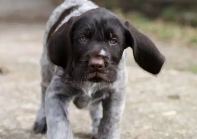 2. Снимка на ловно куче ДРАТХАР твърдокосмест - развъдник продава кучен