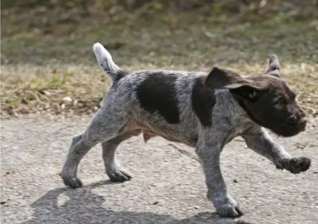 3. Снимка на ловно куче ДРАТХАР твърдокосмест - развъдник продава кучен