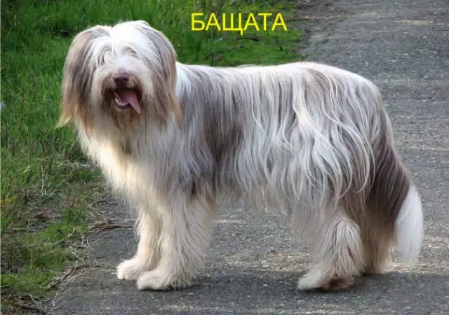 5. Снимка на Брадато КОЛИ това е живо и подвижно куче, което с удоволств