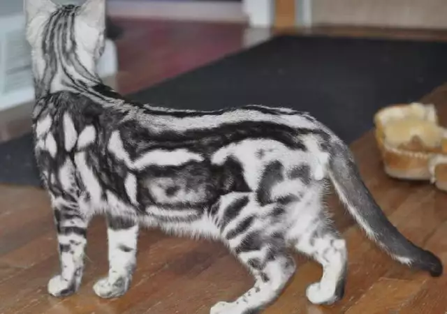 1. Снимка на БЕНГАЛСКА котка ЛЕОПАРДОВА първокласни ВИП котета от раз