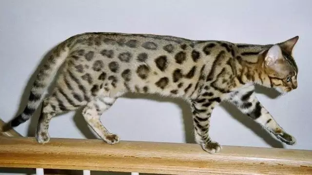 3. Снимка на БЕНГАЛСКА котка ЛЕОПАРДОВА първокласни ВИП котета от раз
