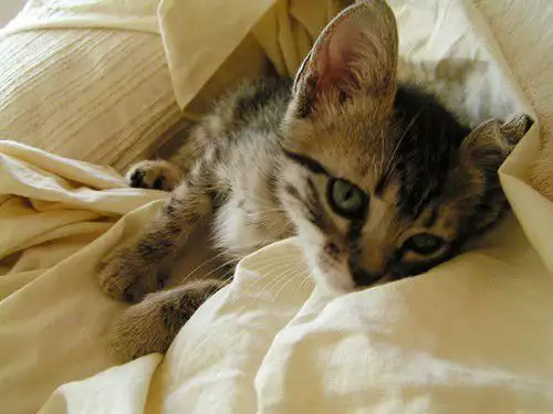 5. Снимка на Английска БУРМИЛА първокласни ВИП котета от развъдник в