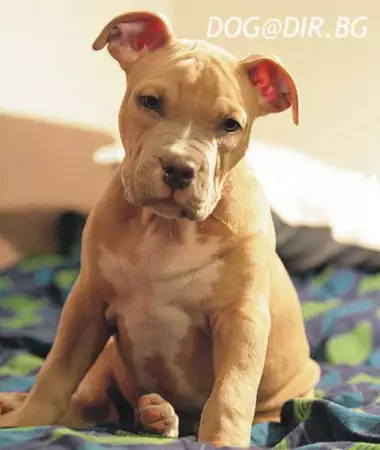 3. Снимка на АМ - СТАФ кучета с оригинална визия Американски СТАФОРШИР Тер