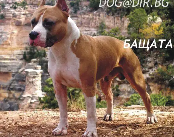 5. Снимка на АМ - СТАФ кучета с оригинална визия Американски СТАФОРШИР Тер