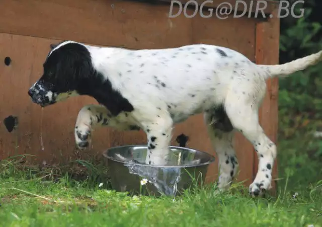 2. Снимка на ловуващи АНГЛИЙСКИ СЕТЕР интелигентно куче, което бързо зап