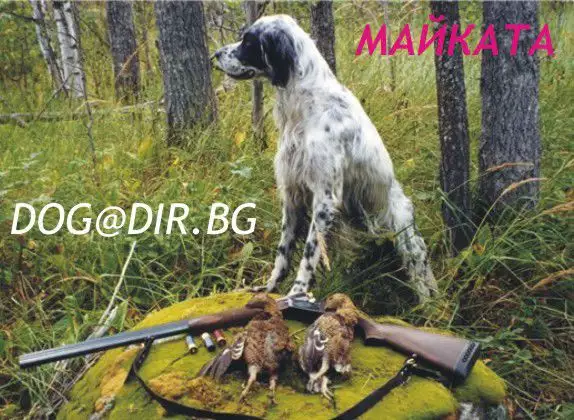 5. Снимка на ловуващи АНГЛИЙСКИ СЕТЕР интелигентно куче, което бързо зап