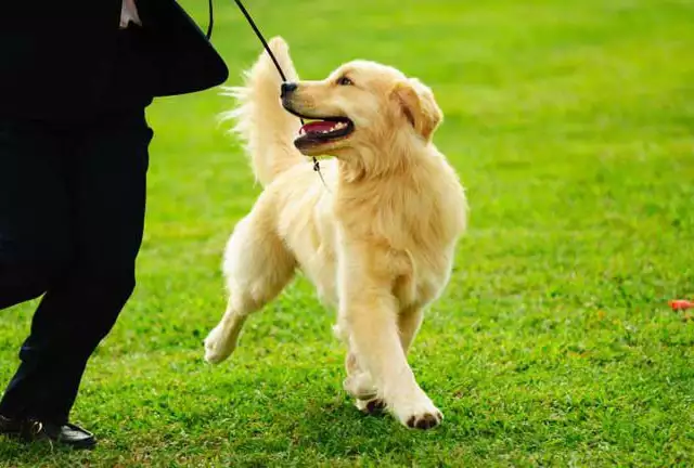 1. Снимка на Почасово разхождане на кучета