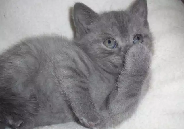 2. Снимка на СИНЯ котка БРИТАНСКА първокласни ВИП котета