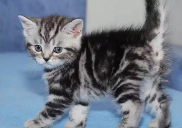 1. Снимка на БРИТАНСКА котка цвят Уискас първокласни ВИП котета