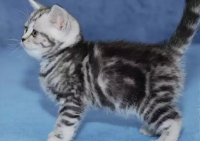 БРИТАНСКА котка цвят Уискас първокласни ВИП котета