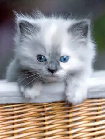 1. Снимка на ПЕРСИЙСКА котка с най - високо ВИП качество