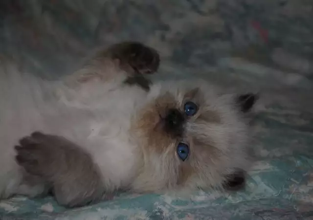 2. Снимка на ПЕРСИЙСКА котка с най - високо ВИП качество