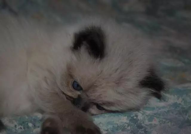 5. Снимка на ПЕРСИЙСКА котка с най - високо ВИП качество