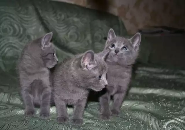 3. Снимка на Руска СИНЯ котка с най - високо ВИП качество от развъдник