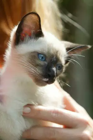 3. Снимка на СИАМСКИ котета с най - високо ВИП качество