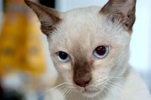4. Снимка на СИАМСКИ котета с най - високо ВИП качество